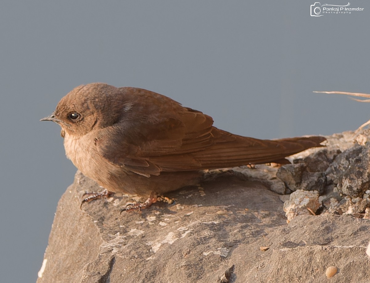Dusky Crag-Martin - ML640658100