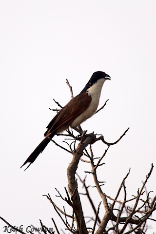 Coucal des papyrus - ML640658117