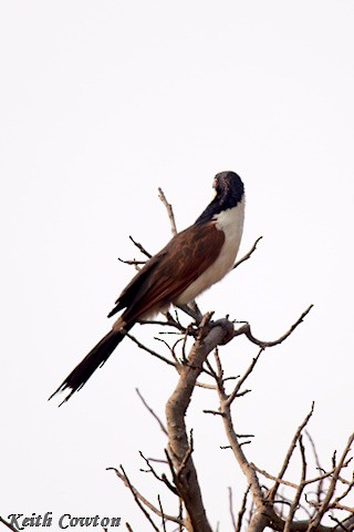 Coucal des papyrus - ML640658118