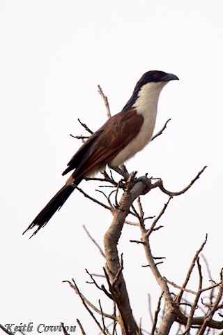 Coucal des papyrus - ML640658119