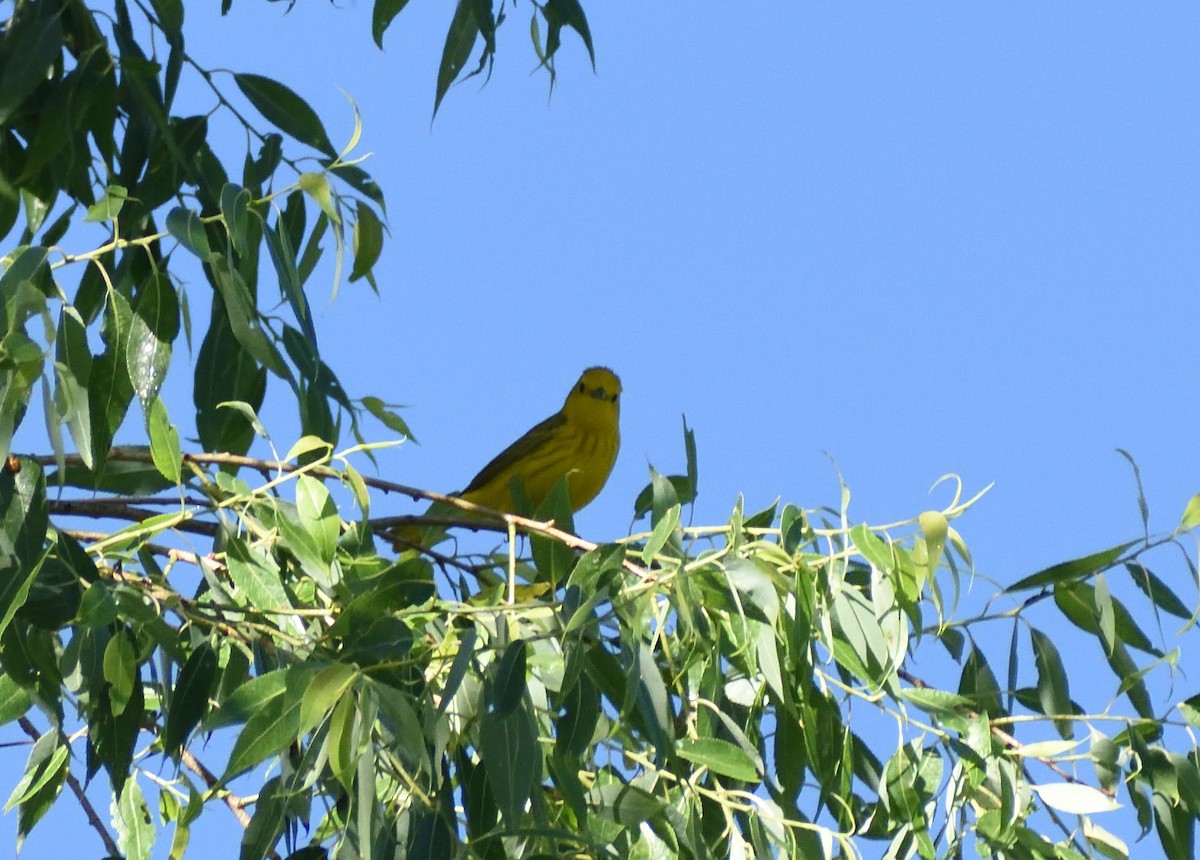 Yellow Warbler - ML640658154
