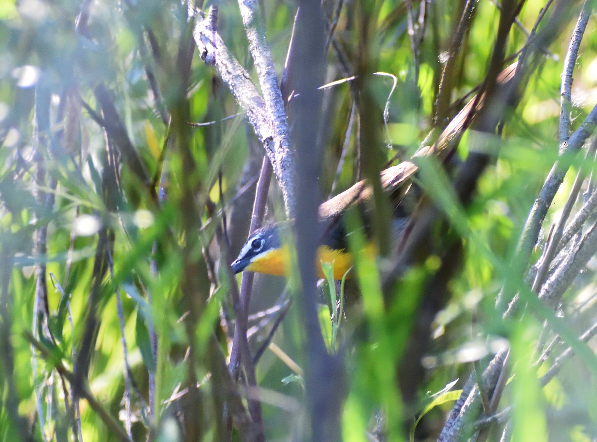 Yellow-breasted Chat - ML640658162