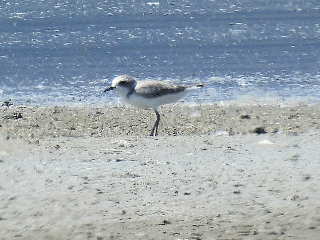 Snowy Plover - ML640658163