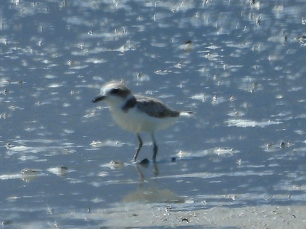 Snowy Plover - ML640658227