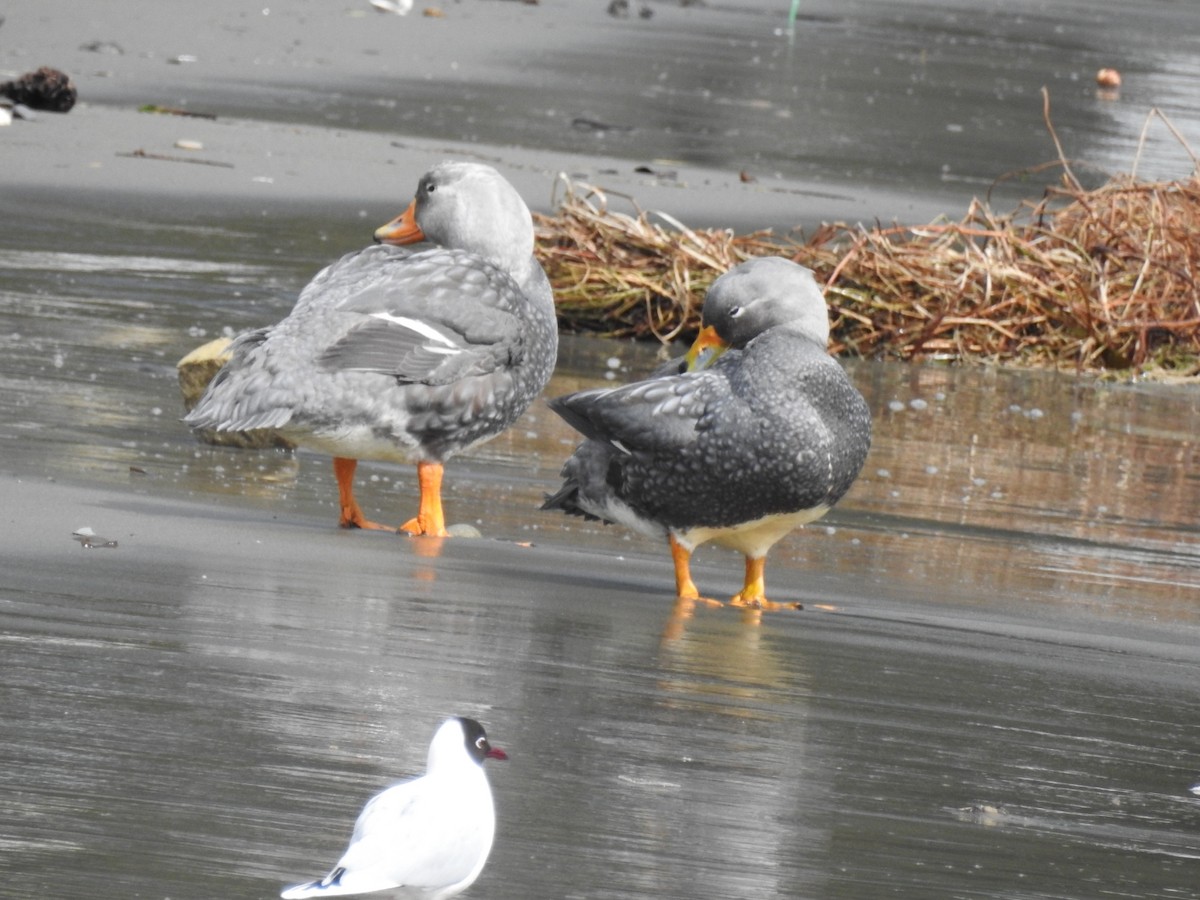 Flightless Steamer-Duck - ML640658236
