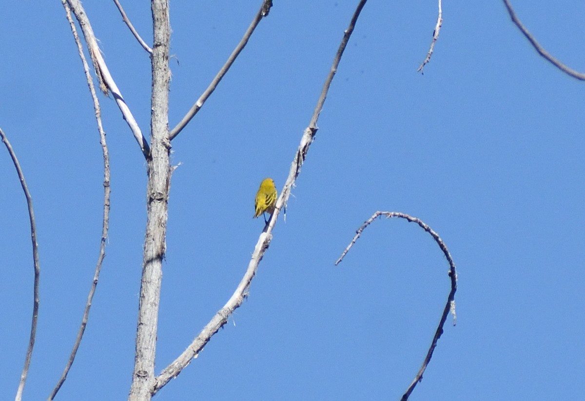 Yellow Warbler - ML640658243