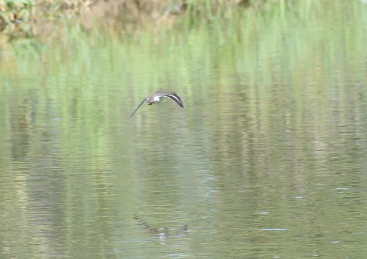 Spotted Sandpiper - ML640658248