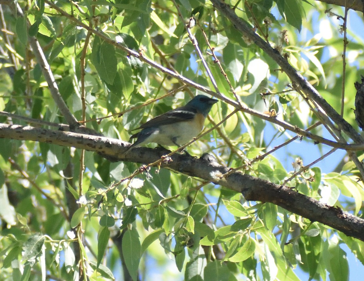 Lazuli Bunting - ML640658250