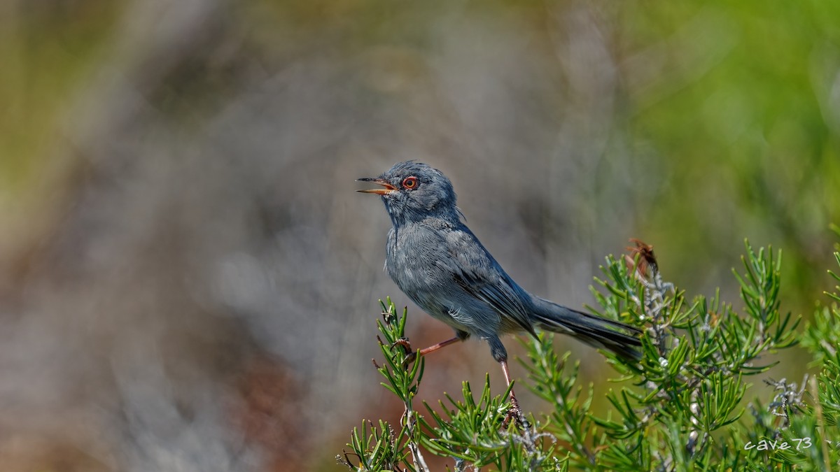 Marmora's Warbler - ML640658251
