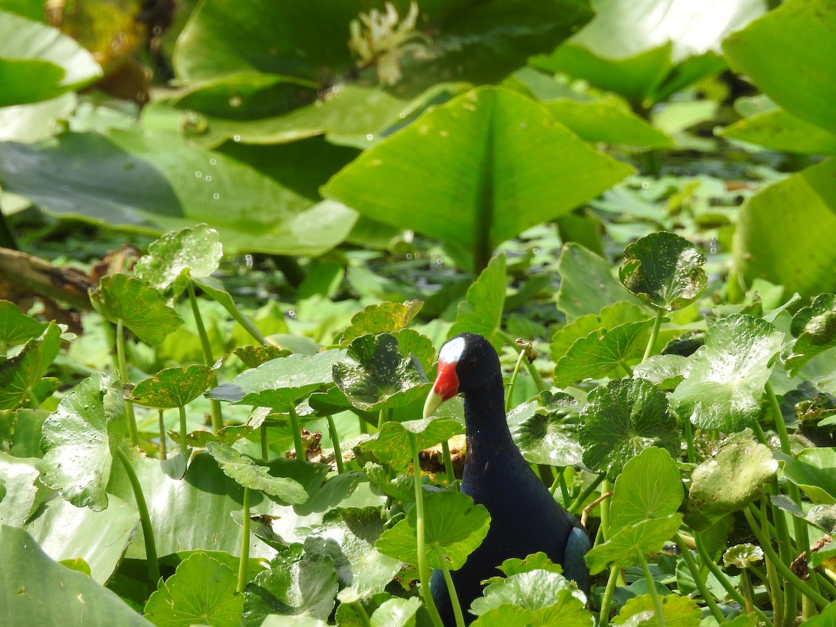 Purple Gallinule - ML640658274