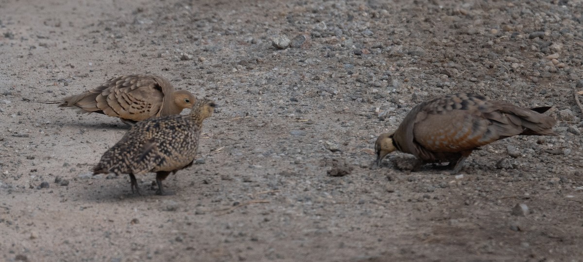 Yellow-throated Sandgrouse - ML640658297