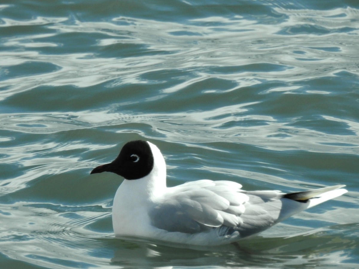 Brown-hooded Gull - ML640658314