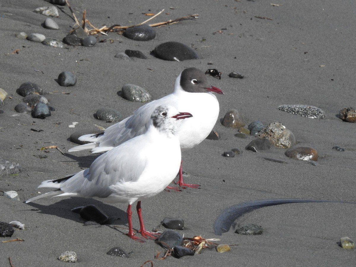 Brown-hooded Gull - ML640658315