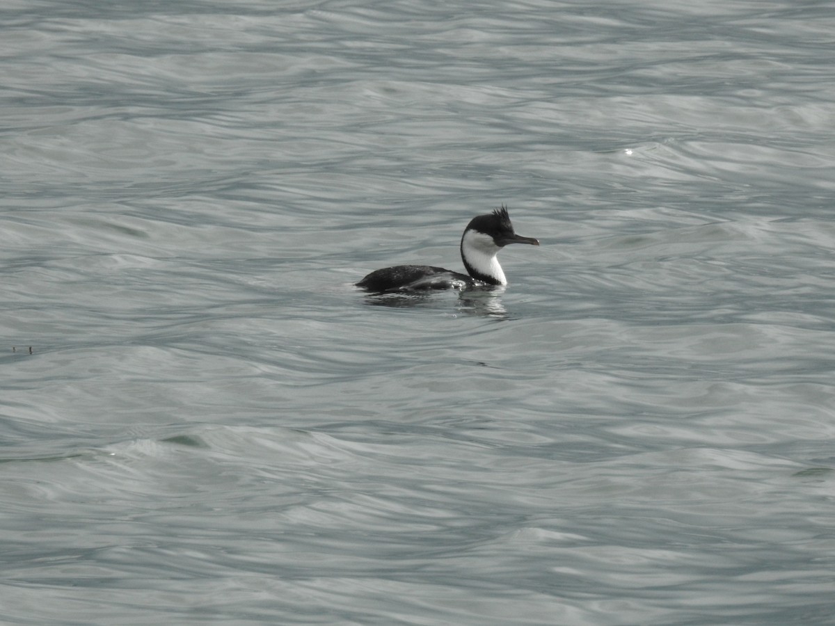 Imperial Cormorant - ML640658349