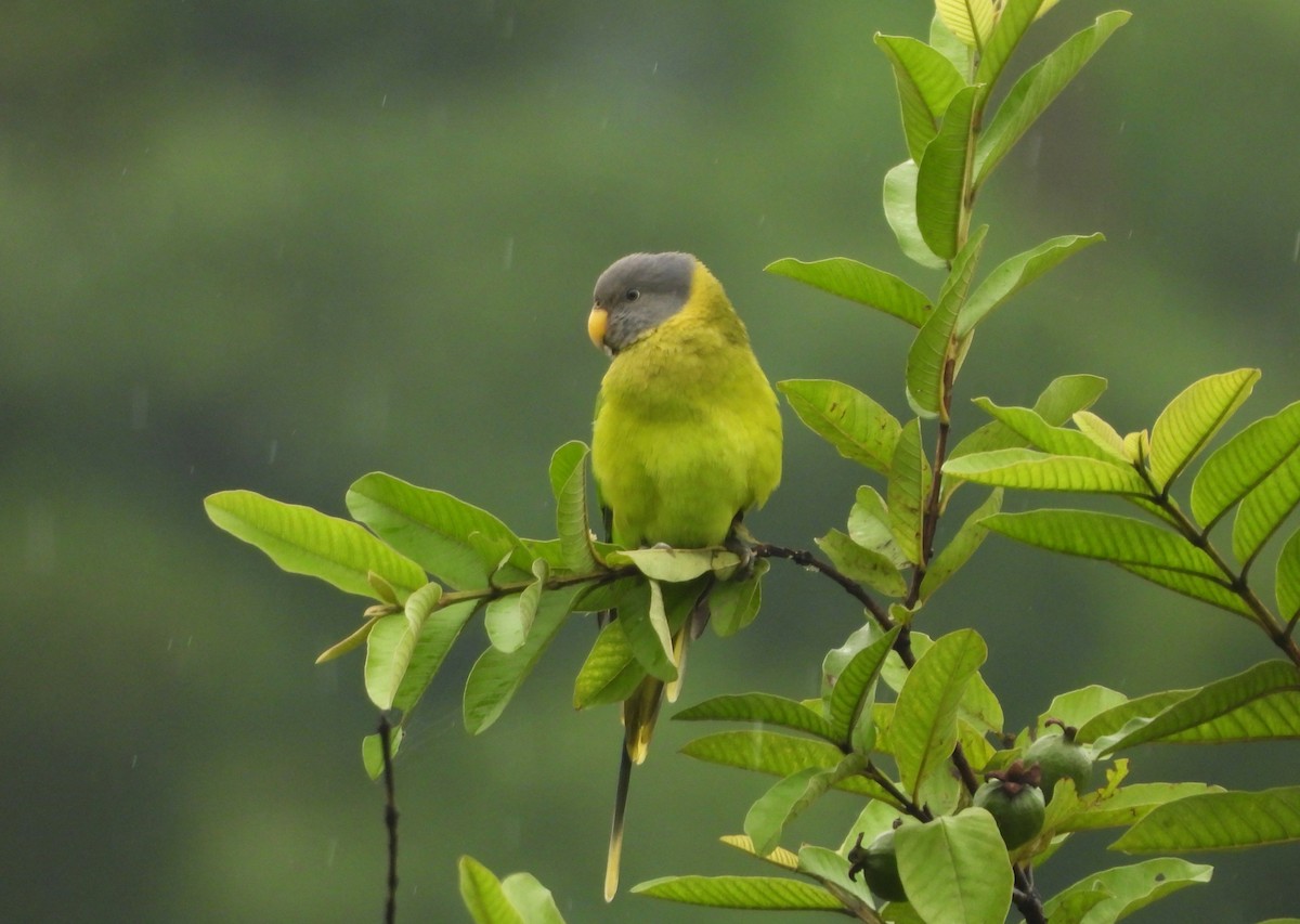 Plum-headed Parakeet - ML640658426
