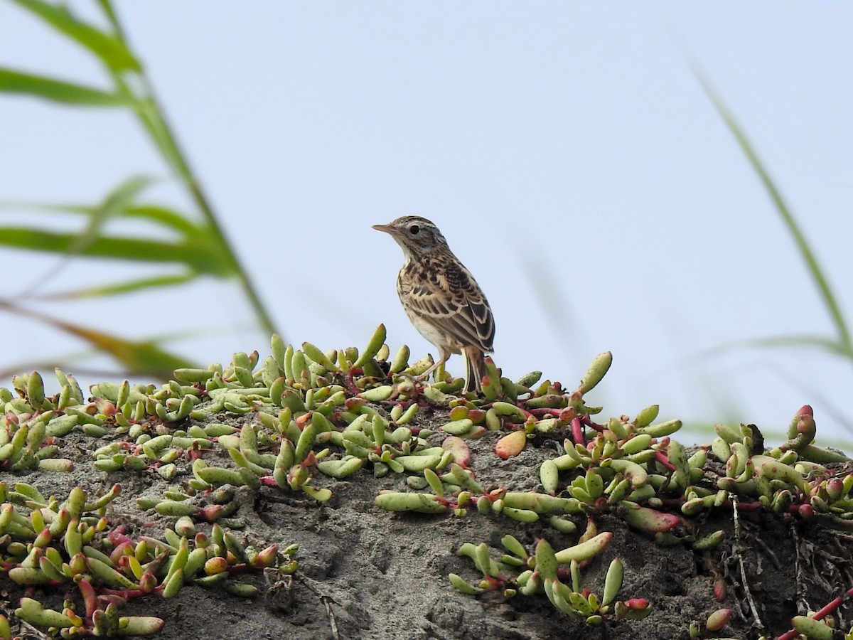 Peruvian Pipit - ML640658457