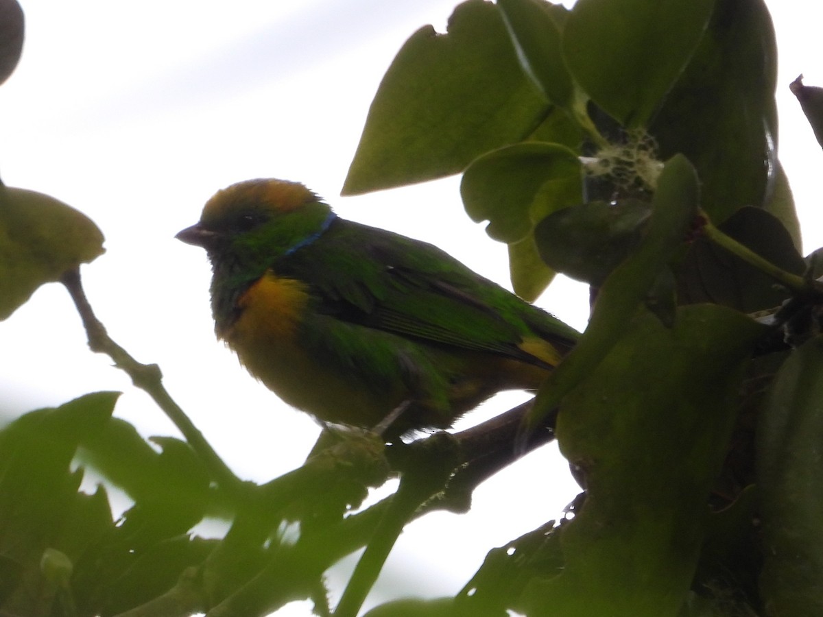 Golden-browed Chlorophonia - ML640658544