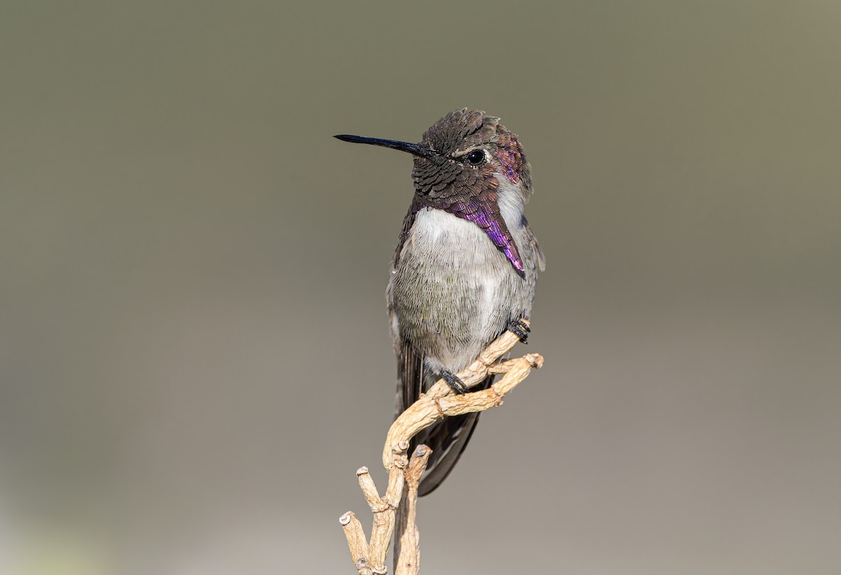 Colibrí de Costa - ML640658563