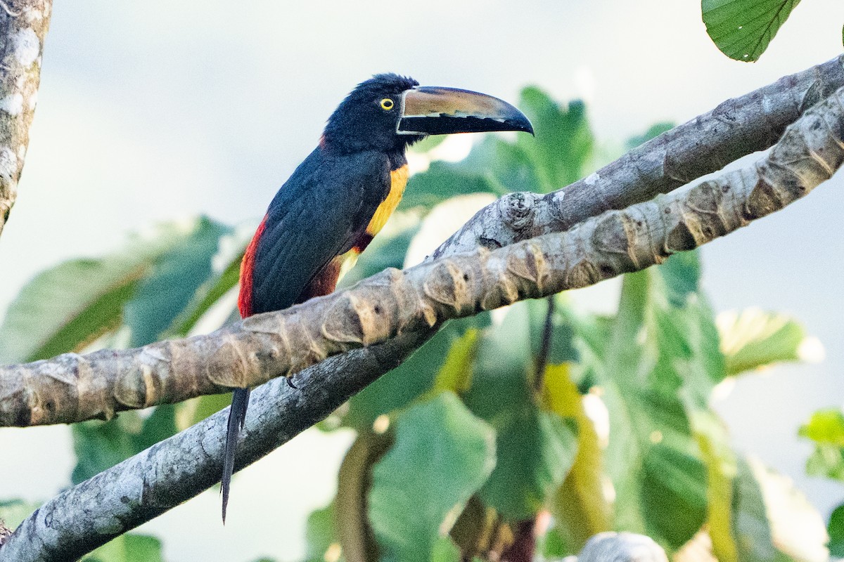 Collared Aracari - ML640658619