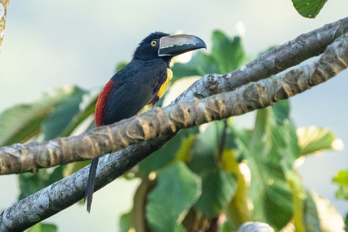 Collared Aracari - ML640658620