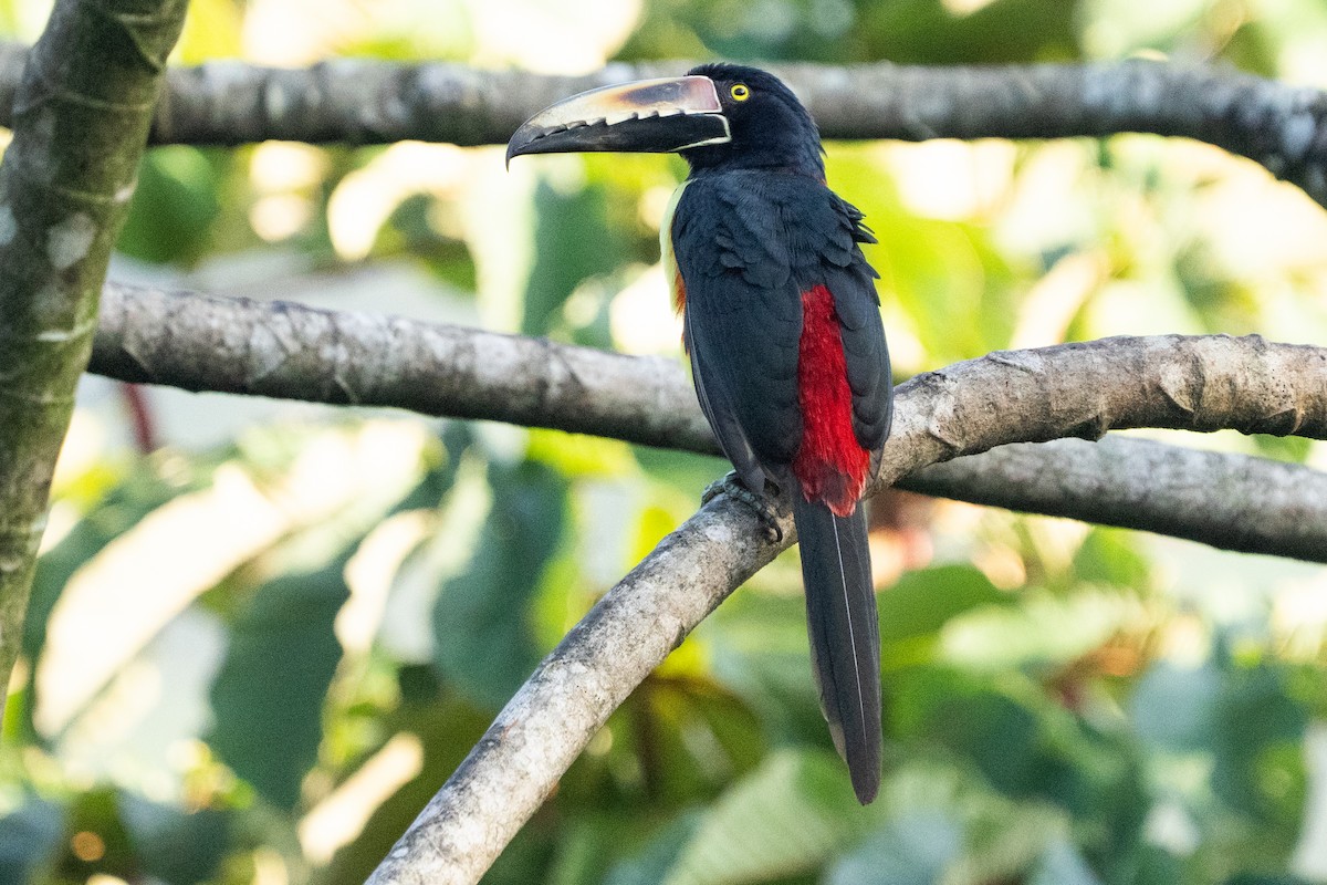 Collared Aracari - ML640658621