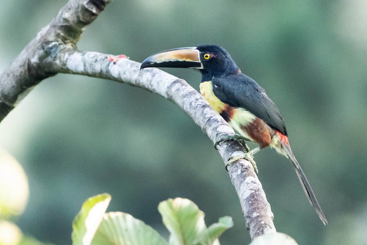 Collared Aracari - ML640658622