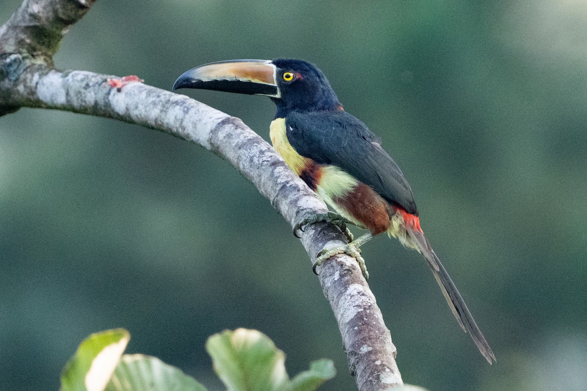 Collared Aracari - ML640658623