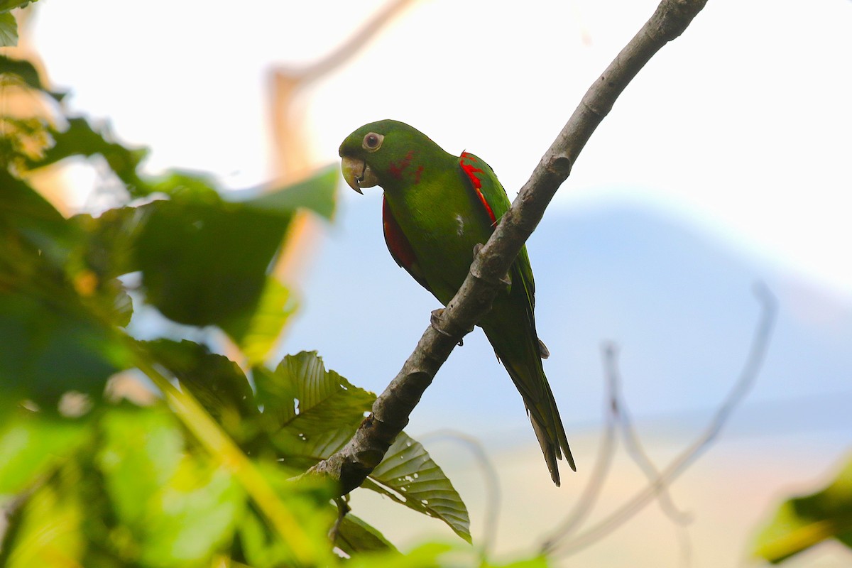 White-eyed Parakeet - ML640658695