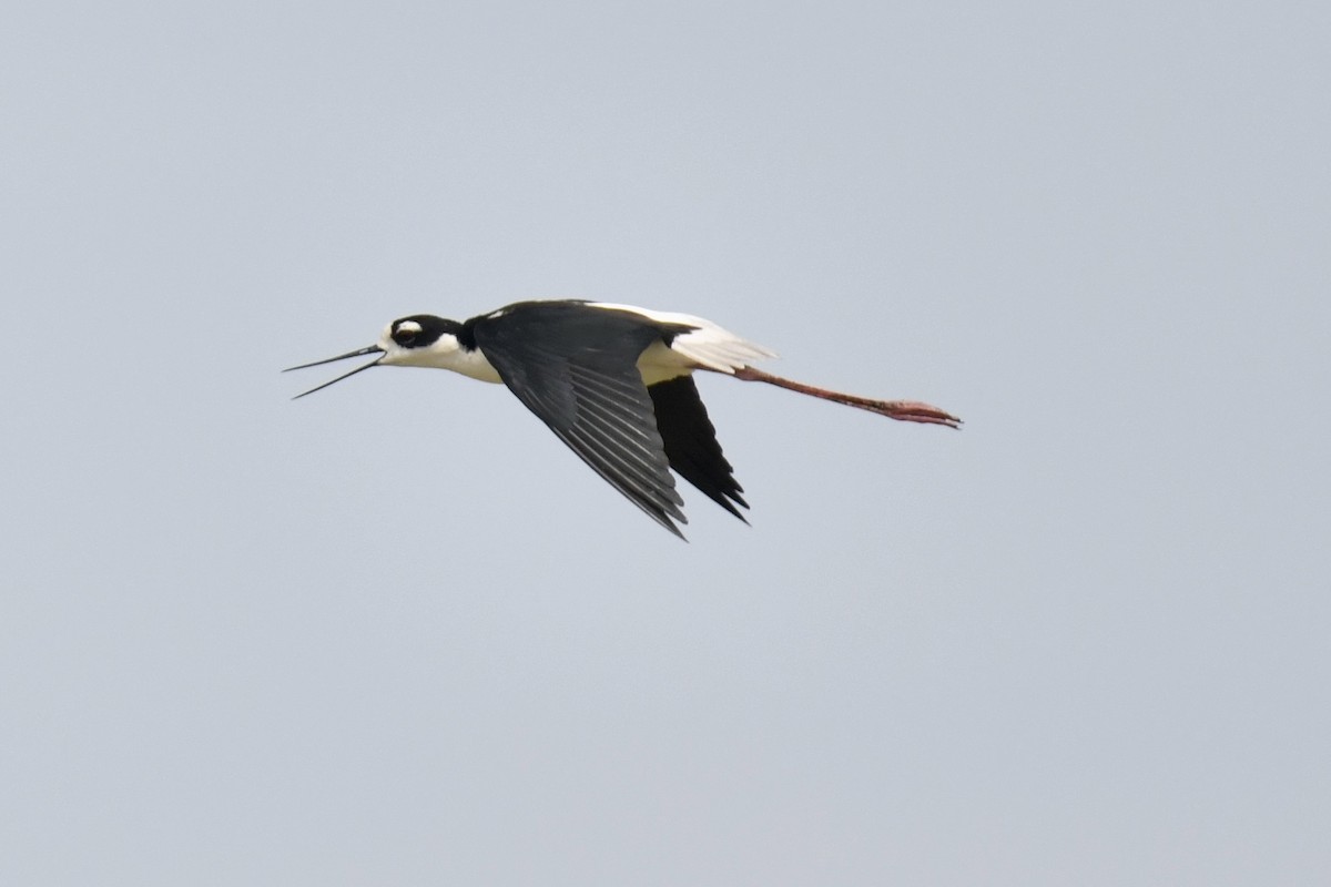 Black-necked Stilt - ML640658697