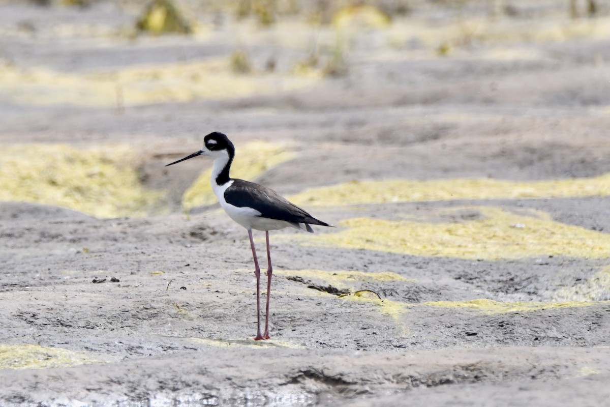 Black-necked Stilt - ML640658698