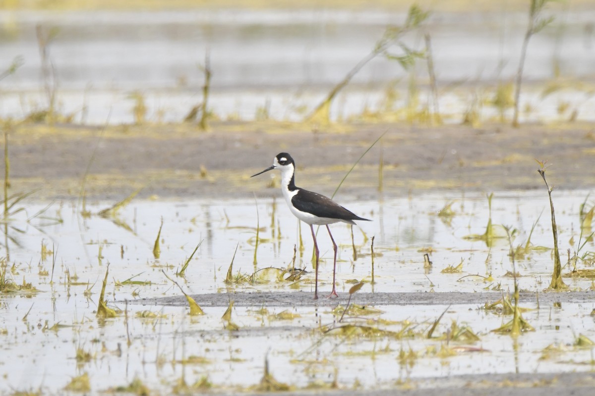 Black-necked Stilt - ML640658699