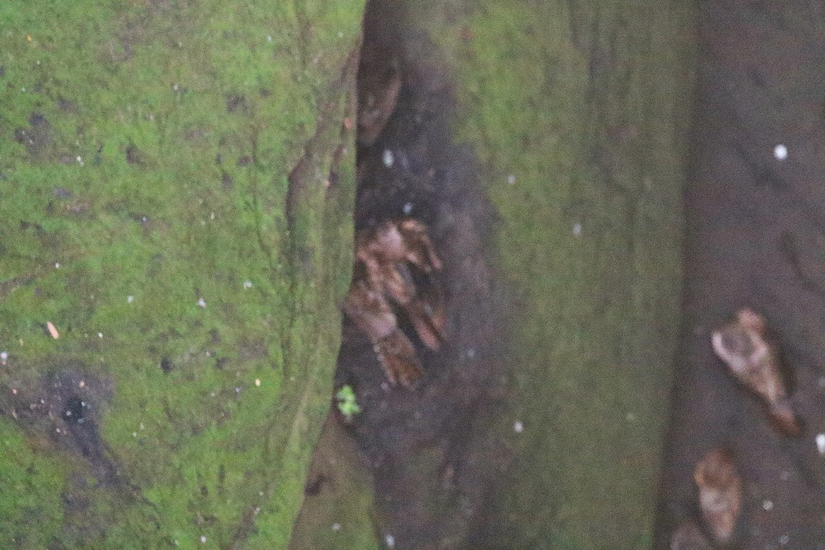 Oilbird - ML640658730