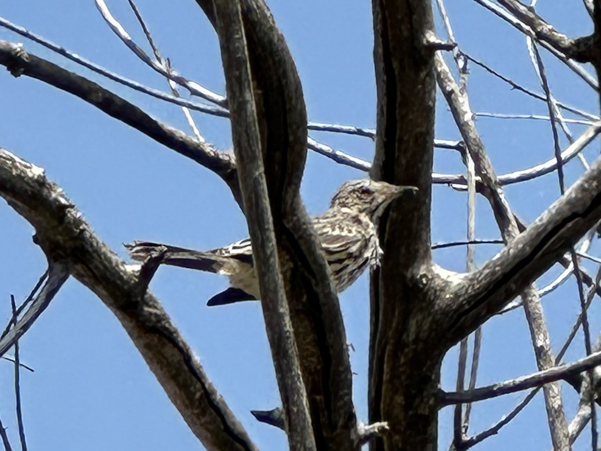 Sage Thrasher - ML640658762