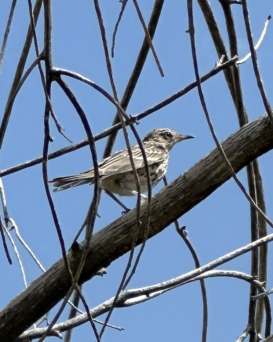 Sage Thrasher - ML640658763