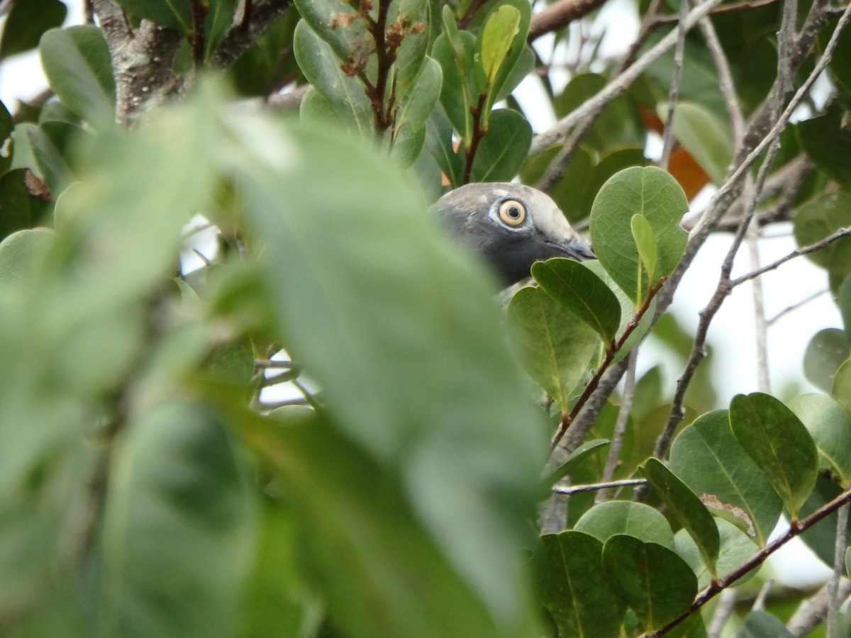 White-crowned Pigeon - ML640658776