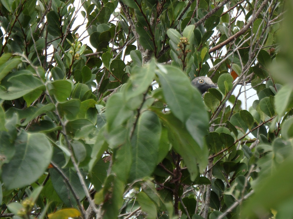 White-crowned Pigeon - ML640658777