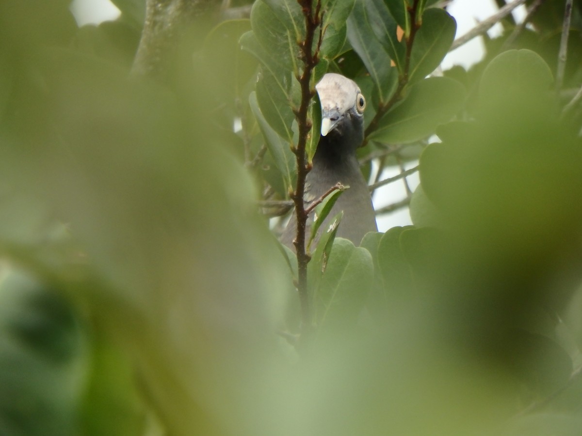 White-crowned Pigeon - ML640658778