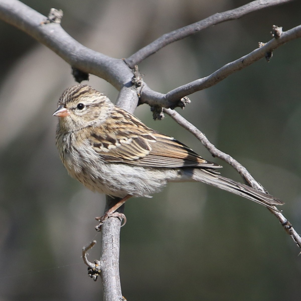 Chipping Sparrow - ML640658789