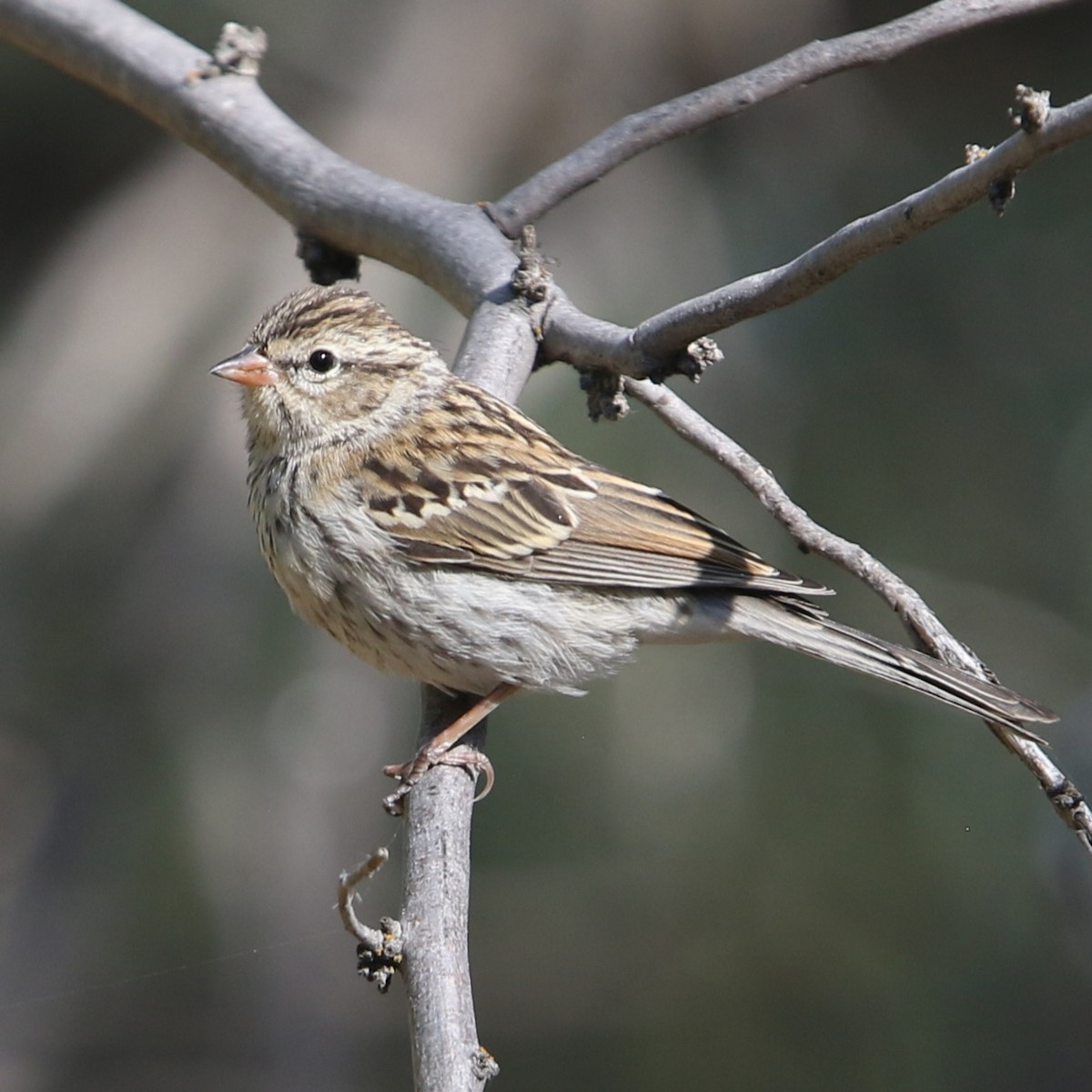 Chipping Sparrow - ML640658790