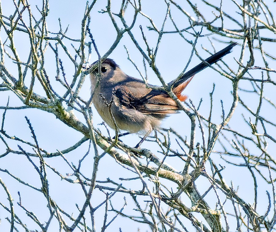 Gray Catbird - ML640658801