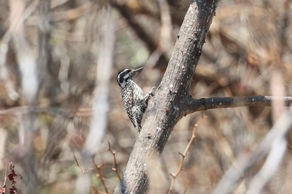 Striped Woodpecker (Bolivian) - ML640658827