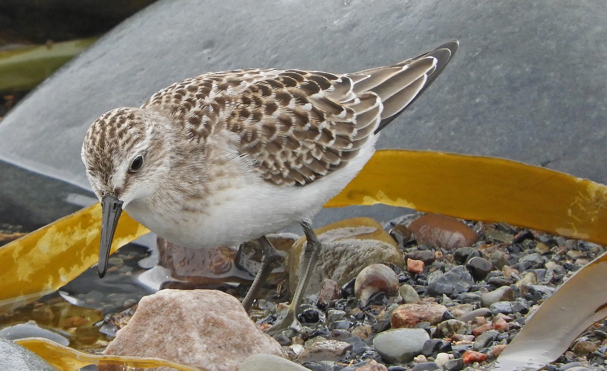 Semipalmated Sandpiper - ML640658848