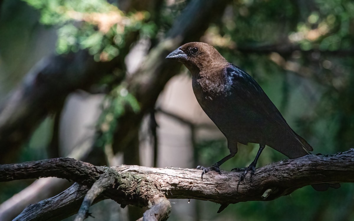 Brown-headed Cowbird - ML640658880
