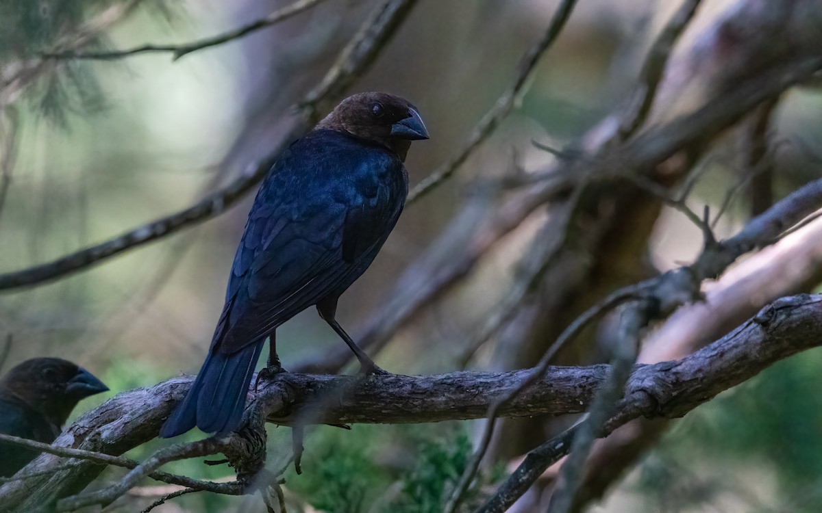Brown-headed Cowbird - ML640658883
