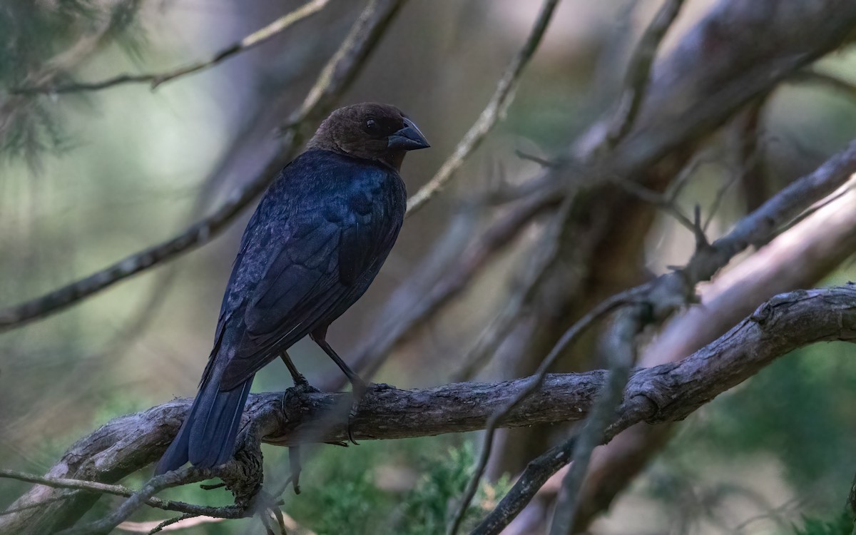 Brown-headed Cowbird - ML640658885