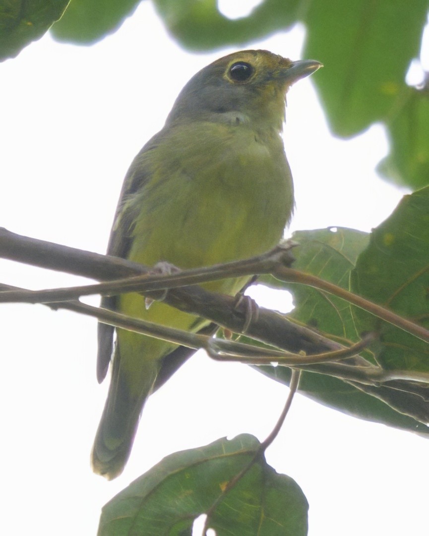 Wing-barred Piprites - ML640658953