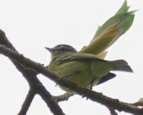 エクアドルヒゲハエトリ - ML640658961