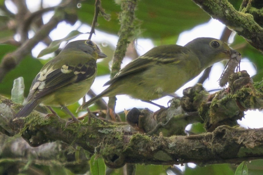 Wing-barred Piprites - ML640658971
