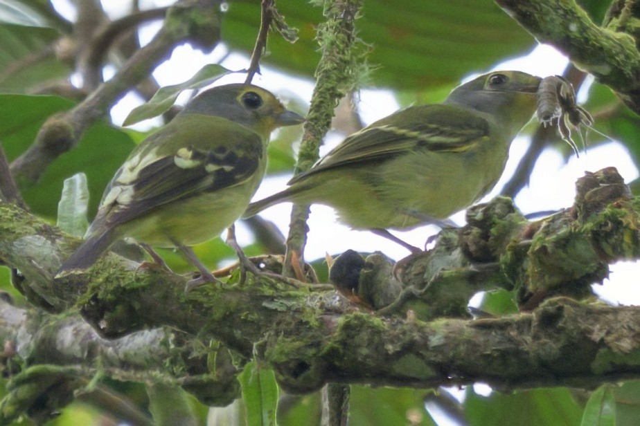 Wing-barred Piprites - ML640658972