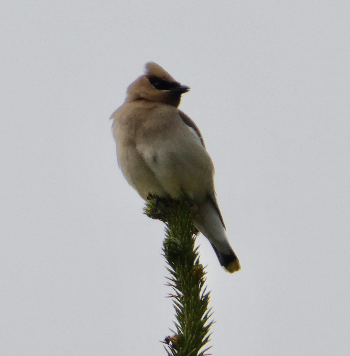 Cedar Waxwing - ML640658987